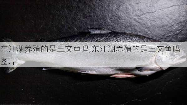 东江湖养殖的是三文鱼吗,东江湖养殖的是三文鱼吗图片