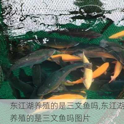 东江湖养殖的是三文鱼吗,东江湖养殖的是三文鱼吗图片