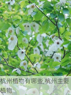 杭州植物有哪些,杭州主要植物